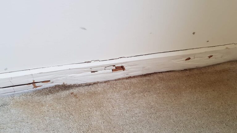 rotten skirting and carpet - water ingres